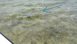 See how hard it is to see a bonefish? 3083.jpg