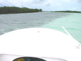 Turtle Grass on the left, coral sandy bottom on right 3102.jpg