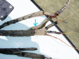 Ricky's Big Mangrove Catch with Fly Attached 3133.jpg