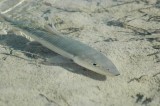 bonefish-1.jpg