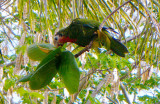 Papagallo, Abaco Parrot 3544.jpg