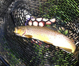 Nice Brown Trout!! 1808.jpg
