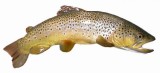 brown_trout.jpg