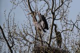 IMG_1465_1.JPG