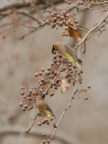 Waxwing