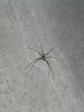 huntsman spider again. they leap up and kill you so im told.