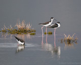 Black-necked Stilts