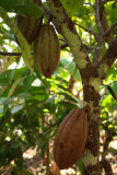 Rainforest Cacao