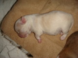4 Days Old