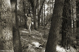 JZ7A0355 (Stand Of Trees)