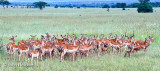 Impala Family