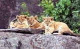 Lion Cubs