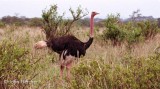 Ostrich