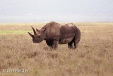 Rhinoceros