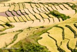 Terraced Red Rice Fields