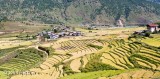 Terraced Red Rice Fields
