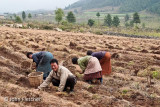 Farm Workers