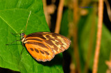 Harmonia Tigerwing at Butterfly House, Missouri