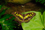The Malachite/Butterfly House, Missouri