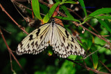 Paper Kite/Butterfly House, Missouri
