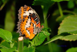 Leopard Lacewing/Butterfly House, Missouri