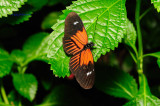 Common Longwing/Butterfly House, Missouri
