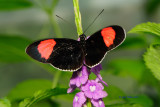 D30_4700.jpg/Butterfly House, Missouri