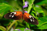 Small Postman/Butterfly House, Missouri