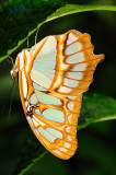 Malachite/Butterfly House, Missouri