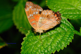 D30_4718.jpg/Butterfly House, Missouri