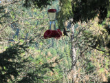 Did I mention the hummingbirds?