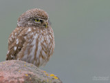 Steenuil - Little Owl - Athene noctua indigena
