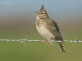 Kuifleeuwerik - Crested lark - Galerida cristata