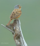 Bruinkeelortolaan - Cretzschmars Bunting - Emberiza caesia