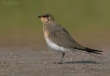 Vorkstaartplevier - Pratincole - Glareola pratincola