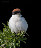 Roodkopklauwier -  Woodchat Shrike -  Lanius senator