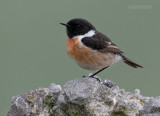 Roodborsttapuit - Stonechat - Saxicola rubicola