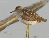 Bosruiter - Wood Sandpiper - Tringa glareola
