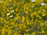 Gele Kwikstaart - Blue-headed Wagtail - Motacilla flava