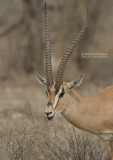 Grants gazelle - Grants gazelle - Nanger granti