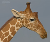 Netgiraffe - Reticulated Giraffe - Giraffa camelopardalis reticulata