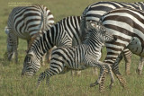 Steppe Zebra - Plains Zebra - Equus quagga