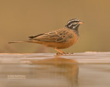 Berggors - Cinnamon-breasted Bunting - Emberiza tahapisi