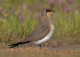 Vorkstaartplevier - Pratincole - Glareola pratincola