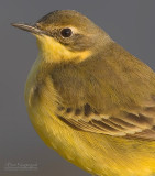 Engelse Kwikstaart - Yellowish-crowned Wagtail - Motacilla flavissima