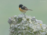 Roodborsttapuit - Stonechat - Saxicola rubicola