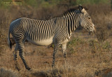 Grvys zebra - Grvys zebra - Equus grevyi