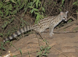 Gewone genetkat - Common Genet - Genetta genetta