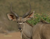 Grote Koedoe  - Greater Kudu - Tragelaphus strepsiceros	