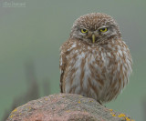 Steenuil - Little Owl - Athene noctua indigena